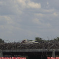 13_55-mast.jpg