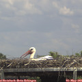 14_05-mast.jpg