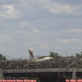 14_15-mast.jpg