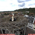 14_15-nest.jpg