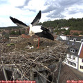 14_20-nest.jpg