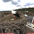 14_40-nest.jpg