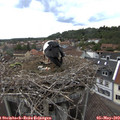 14_45-nest.jpg