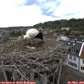 14_50-nest.jpg