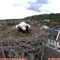 14_55-nest.jpg