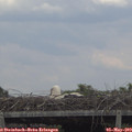 15_10-mast.jpg