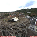 15_10-nest.jpg