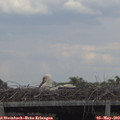 15_15-mast.jpg