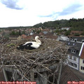 15_15-nest.jpg