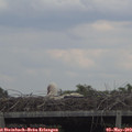 15_20-mast.jpg