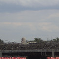 15_25-mast.jpg