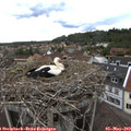 15_25-nest.jpg