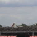 15_30-mast.jpg