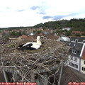 15_30-nest.jpg