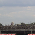 15_35-mast.jpg