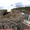 15_40-nest.jpg