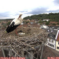 15_45-nest.jpg