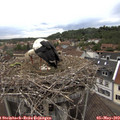 15_50-nest.jpg