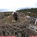 15_55-nest.jpg