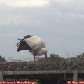 16_00-mast.jpg