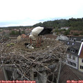 16_00-nest.jpg