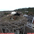 16_05-nest.jpg