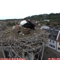 16_10-nest.jpg