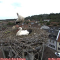 16_15-nest.jpg