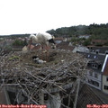 16_20-nest.jpg