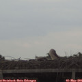 16_25-mast.jpg