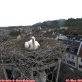 16_25-nest.jpg