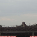 16_30-mast.jpg