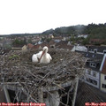 16_30-nest.jpg