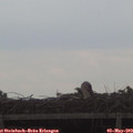 16_40-mast.jpg