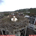 16_40-nest.jpg
