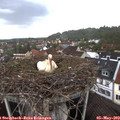 16_50-nest.jpg