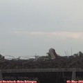 17_00-mast.jpg