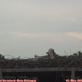17_05-mast.jpg