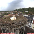 17_05-nest.jpg