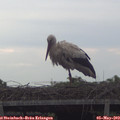 17_10-mast.jpg