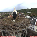 17_10-nest.jpg