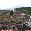 17_15-nest.jpg