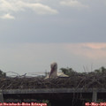 17_20-mast.jpg