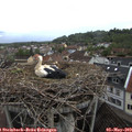 17_20-nest.jpg