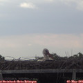 17_25-mast.jpg
