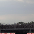 17_30-mast.jpg