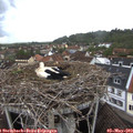 17_30-nest.jpg
