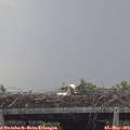 17_35-mast.jpg