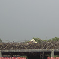 17_40-mast.jpg