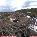 17_40-nest.jpg